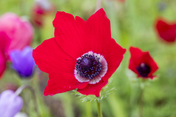 anemone time
