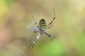 Argiope frelon (Argiope bruennichi)