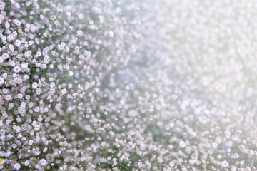 Small white flowers. Paniculata Flamingo