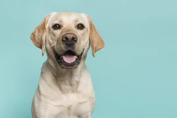 Poster Portrait of a blond labrador retriever dog looking at the camera with mouth open seen from the front on a blue turquoise background © Elles Rijsdijk