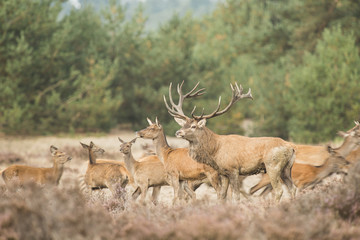 Herd of red deer with one stag male on the front in heatherland with trees on the background