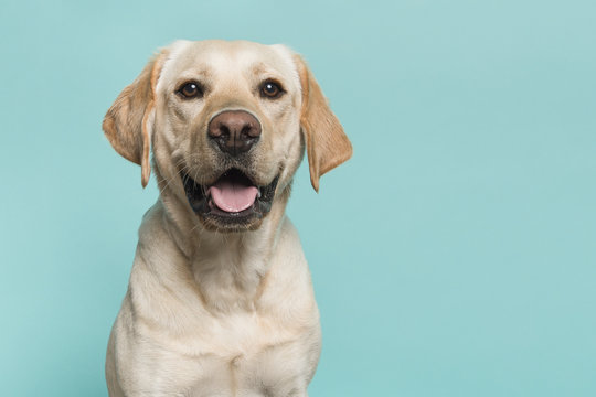 Portrait of a blond labrador retriever dog looking at the camera with mouth open seen from the front on a blue turquoise background