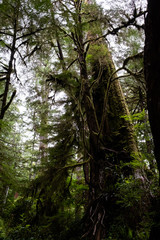Fototapeta premium Lichen covered old tree in rainforest of Vancouver Island