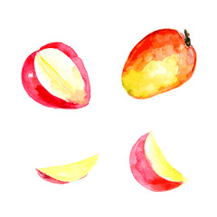 Ripe mango isolated on white background. Watercolor. Vector