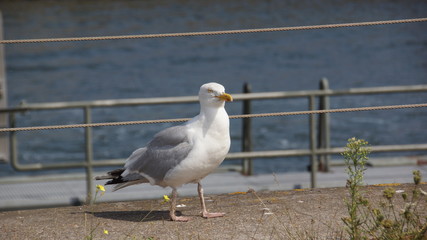 Möwe 