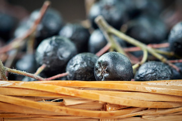 Woven basket full of Aronia berries (black chokeberry)