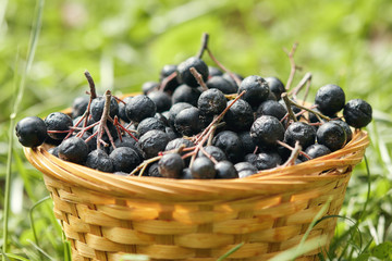 Woven basket full of Aronia berries (black chokeberry)