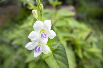 White and purple flower close up