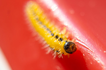 A close-up macro shot of a yellow furry caterpillar with black dots on the side on a red background