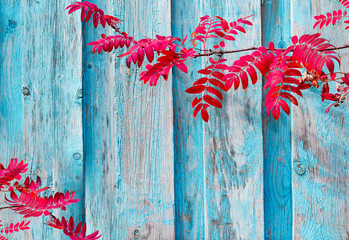 Rowan branch with red withering autumn leaves on the background of old blue boards background vintage

