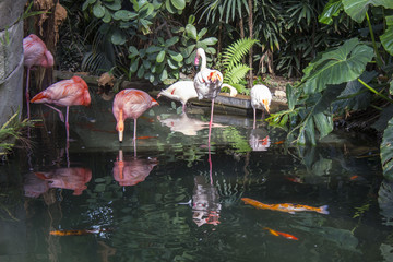 Group of pink flamingos in Nice, france © greta gabaglio
