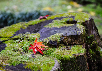 日本红叶季的红色枫叶近处特写