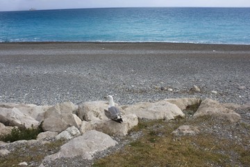 Fototapeta premium Small pigeon on Nice beach, France