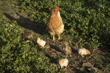 Mother hen with child chicks walk on green meadow