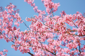 Wild Himalayan Cherry Blossoms in spring season (Prunus cerasoides), Sakura in Thailand, selective focus