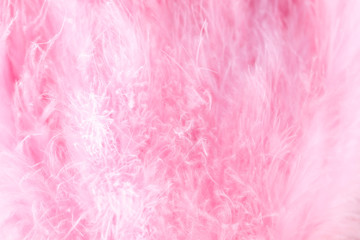 Fototapeta premium Macro shot of pink bird fluffy feathers in soft and blur style