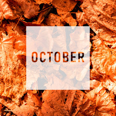 October, greeting text on colorful fall leaves background. Word October with colorful leaves....