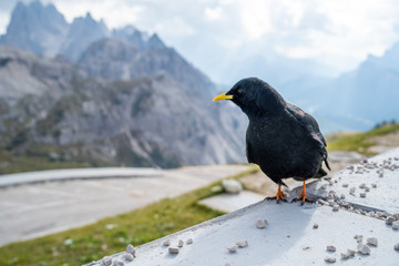 The Alpine chough, or yellow-billed chough (Pyrrhocorax graculus), is a bird in the crow family, one of only two species in the genus Pyrrhocorax. Picture shot at Tre Cime Lavaredo (Drei Zinnen)