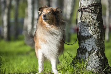 Sheltie dog in the park in summer