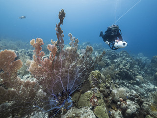 Seascape of coral reef / Caribbean Sea / Curacao with sea fan, scooter diver, various hard and soft...