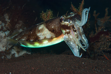 Sepia latimanus Cuttlefish