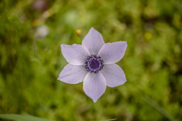 anemone time