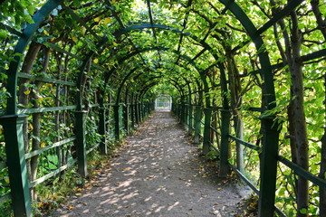 Green shady corridor alley gazebo covered with green foliage of trees in a beautiful city garden