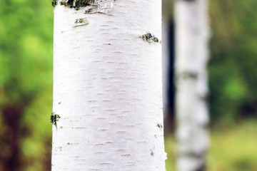 Beautiful birch trees with white birch bark in birch grove with green birch leaves in summer