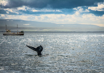 Fototapeta premium Guests of a whale watching tour observe a humpback whale near husavik, iceland