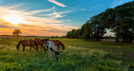 Fototapeta na wymiar grazing horses in autumn on a horse pasture
