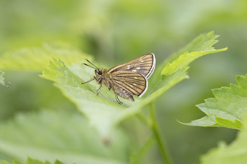 コチャバネセセリ