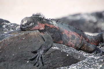 Meerechse- Galapagos