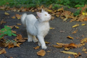 small white kitten stands on the asphalt in dry brown leaves