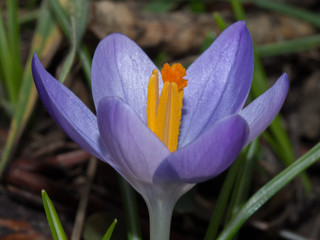 Blooming purple crocus