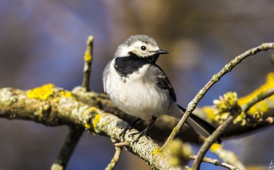 White wagtail