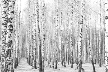 Black and white photo of black and white birches in birch grove with birch bark between other birches