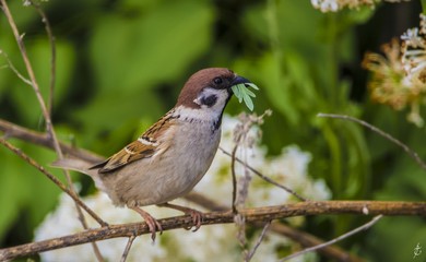 Eurasian tree sparrow