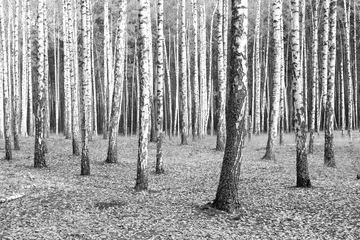 Photo sur Plexiglas Bouleau Black and white photo of black and white birches in birch grove with birch bark between other birches