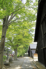 山居倉庫と欅並木