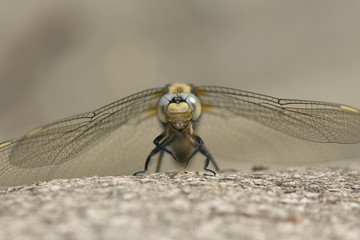 シオヤトンボ雌正面顔 © Hiroshi_K