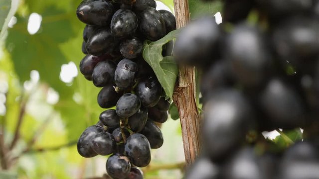 Footage of a person picking the berry of black grapes in a vineyard. Close-up hand