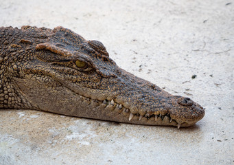 Crocodile saltwater Thailand