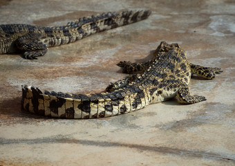 Crocodile saltwater Thailand
