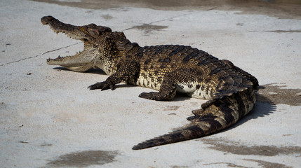 Naklejka premium Crocodile saltwater Thailand
