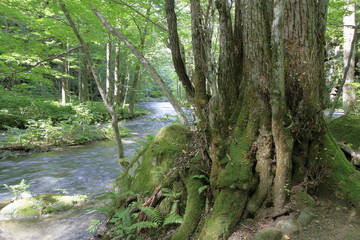 奥入瀬渓流