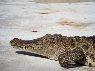 Crocodile saltwater Thailand