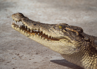 Crocodile saltwater Thailand