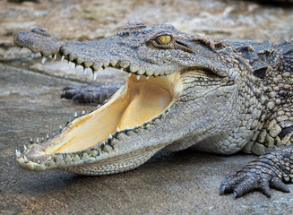 Obraz premium Crocodile saltwater Thailand