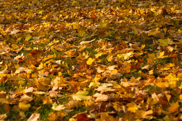Urban Autumn landscape - autumn leaves in green grass