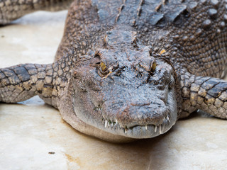 Obraz premium Crocodile saltwater Thailand